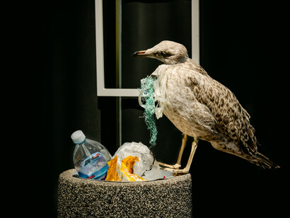 BiodiverseCity? Exhibition view. Courtesy of Estonian Natural History Museum