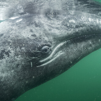 © Thomas P Peschak - Wildlife Photographer of the Year