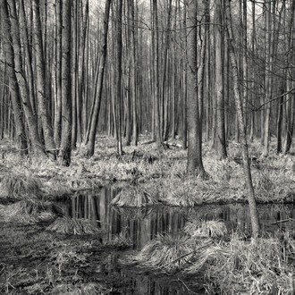 Alys Tomlinson. Courtesy of HackelBury Fine Art