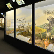 Animals of the world, exhibition view. Courtesy of the Latvian National Museum of Natural History