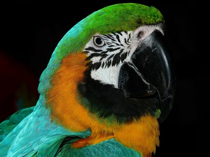 Parrots have existed in the old world for many thousands of years