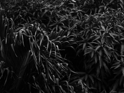Deborah Jack, Garden, Cole Bay (detail), 2024. Courtesy of MCA Denver