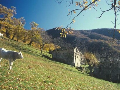 Valle del Vignale in autunno, provincia di Firenze, Toscana, Italia: ai lati del cammino, sui prati, sotto quegli enormi alberi, pascolavano grandi bovini bianchi