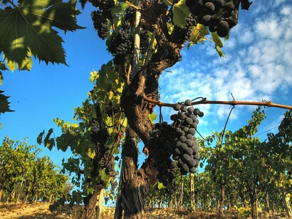 Il Sangiovese, vitigno italiano a bacca nera
