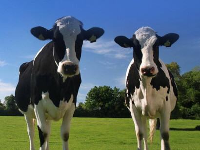 Le emissioni di gas serra provengono da tutta la filiera dell'agricoltura
