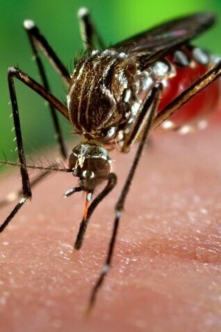 Hembra del mosquito Ae. aegypti, fotografía del Centro para Control y Prevención de Enfermedades de los Estados Unidos