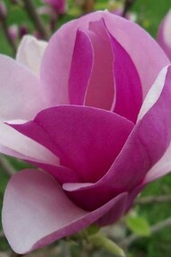 Una magnolia in piena fioritura