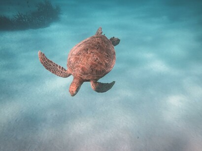Foto de uma tartaruga marinha nadando