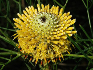 Isopogon, aiuta a recuperare i ricordi lontani 