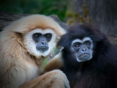 Gibboni nel Laos, sud-est asiatico