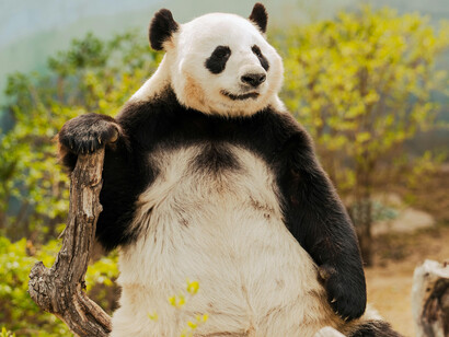 Panda bears are the main icon of the World Wildlife Foundation