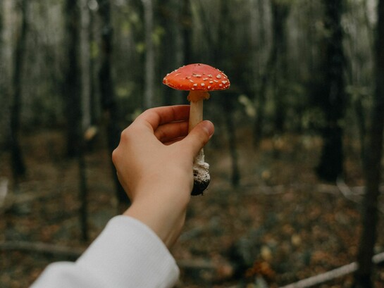 A peculiar mushroom cures a shadowed beast, stealing a woman’s memories but mysteriously salvaging her fractured, forgotten marriage