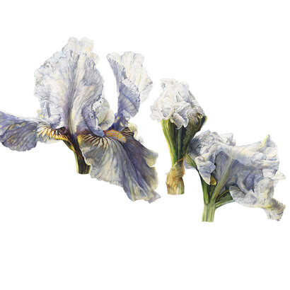Rosie Sanders, Iris Love’s tune, Watercolour on Arches 640gsm paper, 102.5 x 154.5cm/40.25x61ins