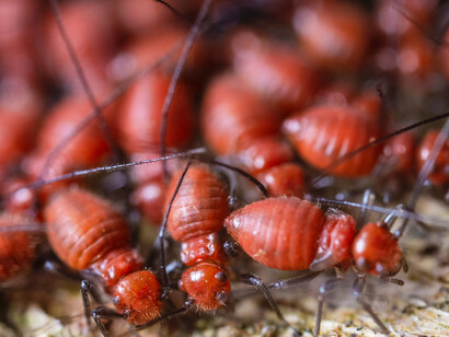 Os bichos são os agentes físicos da degenerescência da matéria