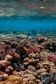 Há muitos motivos que justificam a necessidade da exposição. As mudanças climáticas globais estão destruindo os recifes de corais e levando muitas espécies à extinção. O oceano está gravemente poluído. No Brasil, cerca de 1,3 milhão de toneladas de resíduos plásticos são descartados no oceano todos os anos, de acordo com o relatório Fragmentos de Destruição: Impacto do Plástico na Biodiversidade Marinha, divulgado em 2024. Globalmente, o Fundo Mundial para a Natureza (WWF) estima que, a cada ano, cerca de 9 milhões a 14 milhões de toneladas de resíduos plásticos são adicionadas aos oceanos do mundo