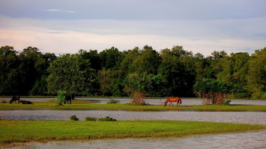 Marajo, fazenda Bom Jesus. Ph Raethia Corsini