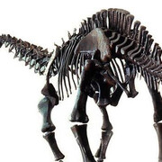 Hall of Saurischian Dinosaurs. Courtesy of American Museum of Natural History