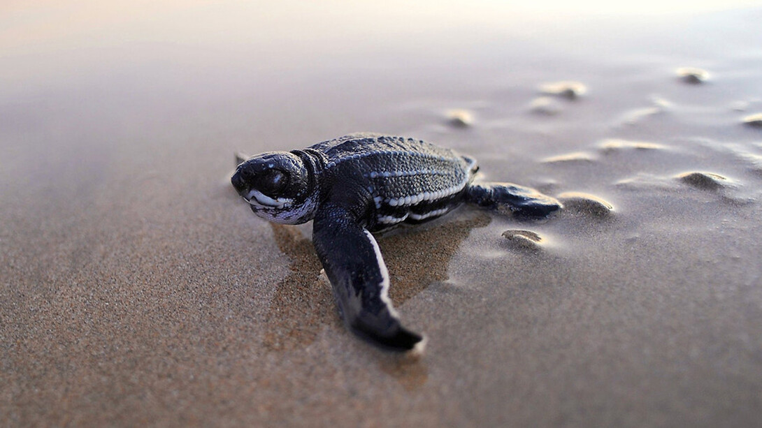 El tren del progreso producía monstruos, condenaba a la naturaleza y con ella la biodiversidad, la paz, la calma