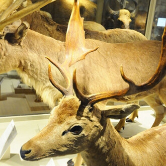 Great Mammal Hall. Courtesy of Harvard Museum of Natural History 