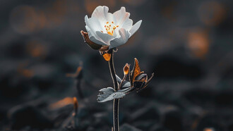 A flower blooming amidst the ashes