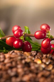 The coffee plant