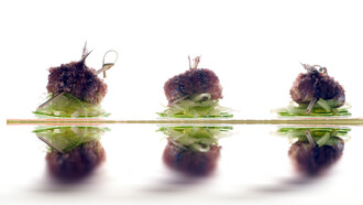 Alici panate al cacao con Jalapeño e mozzarella  