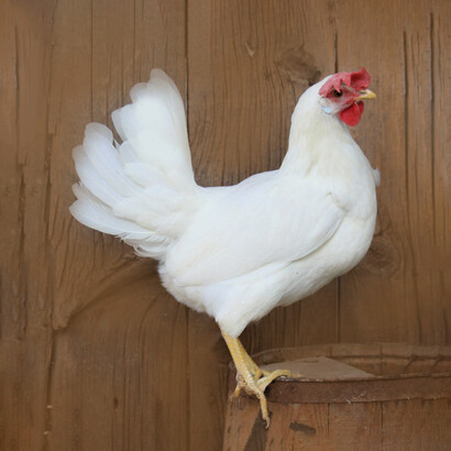 The crowing of a hen on the doorstep of a household in the morning before Christmas would mean the imminent death of a family member