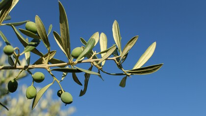 An olive branch extended: a symbol of the global peace paradigm this vision calls us to imagine
