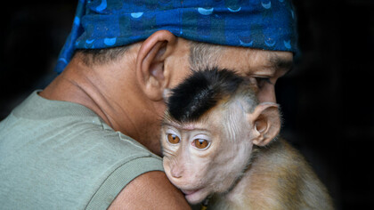 A crença no excepcionalismo humano tem sido desafiada por estudos que revelam a complexidade emocional e comportamental dos animais. Explore as similaridades entre humanos e o reino animal e repense o que nos torna únicos
