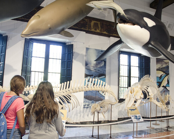 La mar de cetáceos en Andalucía. Courtesy of Casa de la Ciencia
