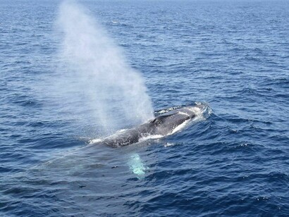 Ballenas desorientadas por la contaminación acústica en el Mediterráneo