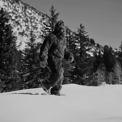 In the winter forest, the elusive Sasquatch, commonly known as Bigfoot, roams silently, creating an aura of intrigue amid the snow-laden surroundings