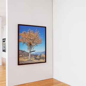 Echoing Trees. Courtesy of Xippas