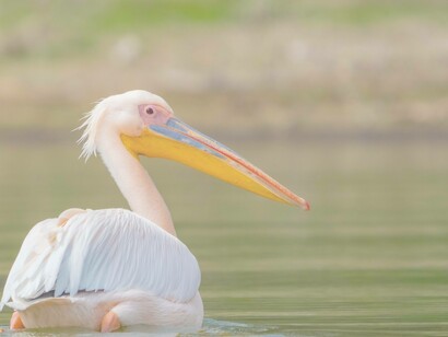Lake Naivasha in Kenya is home to many wildlife such as this tranquil pelican floating gently in the water