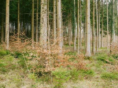 I have grown taller from standing with Trees. Courtesy of Copenhagen Contemporary