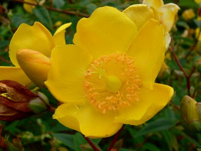 L'Iperico o Erba di San Giovanni