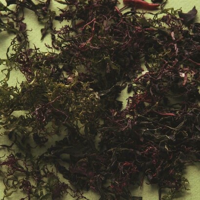 Alga Clorella, anche conosciuta come spirulina blu, uno degli ingredienti dei prodotti Eywa, ricchissima di vitamine