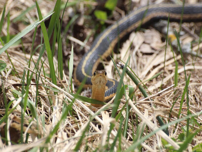 Wildlife Photographer of the year. Courtesy of ROM