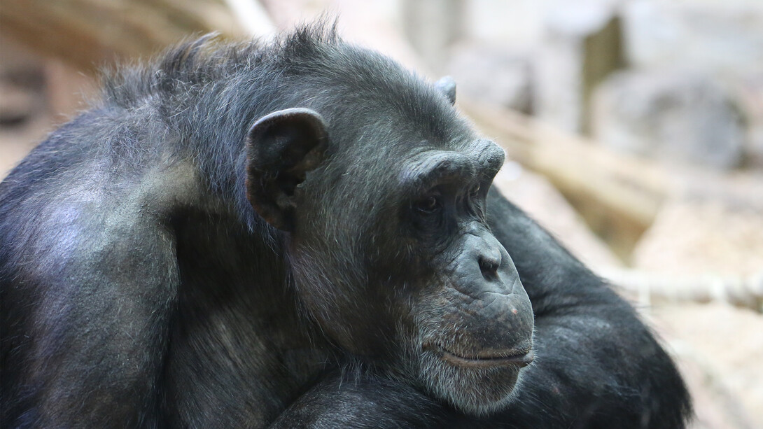 Pan troglodytes nel suo habitat naturale: riflessioni sul pensiero animale e la similitudine cerebrale con gli esseri umani