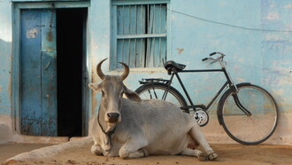 Mucca Sacra a New Delhi