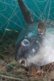 640.000 Tonnes of Fishing Gear Dumped in Oceans Every Year