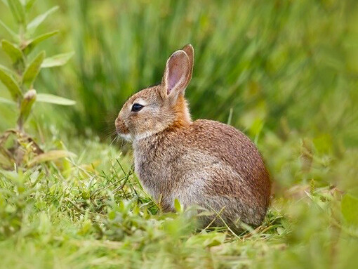 Wild rabbit: emotional connection is essential for fostering positive relationships with our environment and working towards solutions to environmental problems.