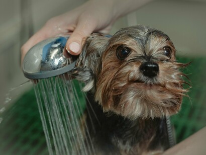 No Algarve, durante a pandemia, Ana começou a formação como Auxiliar de Veterinária com especialização em *grooming*. Sabia que o caminho não seria fácil: o mercado estava difícil, a pandemia afetava os negócios e ela ainda não tinha experiência profissional na área. Enviou currículos para hospitais e clínicas veterinárias, até ser chamada por um veterinário que realizava consultas ao domicílio e estava a abrir um consultório

