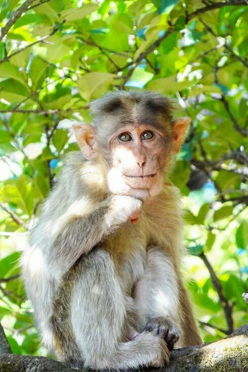 In Cambogia esistono ancora molte specie animali, coccodrilli, elefanti, leopardi, tigri, antilopi, bufali, aquile e nibbi, ma non tutti godono di ottima salute. Per esempio molte specie di scimmie sono al 90% in via di estinzione