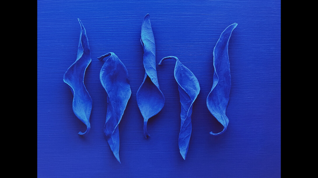 Reinhard Ziegler, Yves' Garden VI, 2023, archival pigment print on Hahnemuhle paper, 28x45 inches. Courtesy the artist and Conduit Gallery

