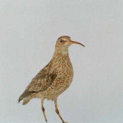 Sean Dooley, Curlew, courtesy, Sean Dooley/Leeds Museum