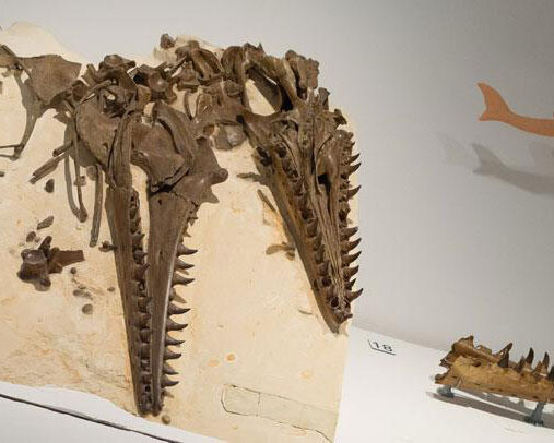 Mosasaur Hall. Courtesy of Royal Belgian Institute of Natural Sciences