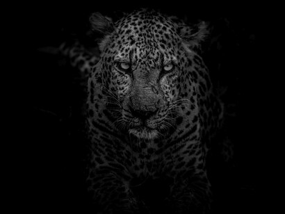 Biodiversità animale