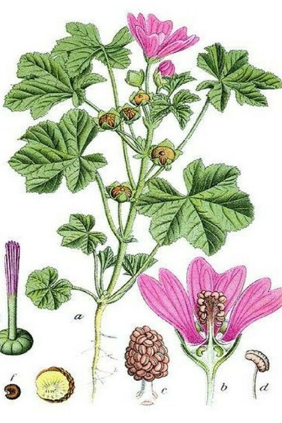 La malva viene dal greco "malasso", cioè ammorbidire