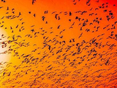 Cantando una canción antigua que embelesa